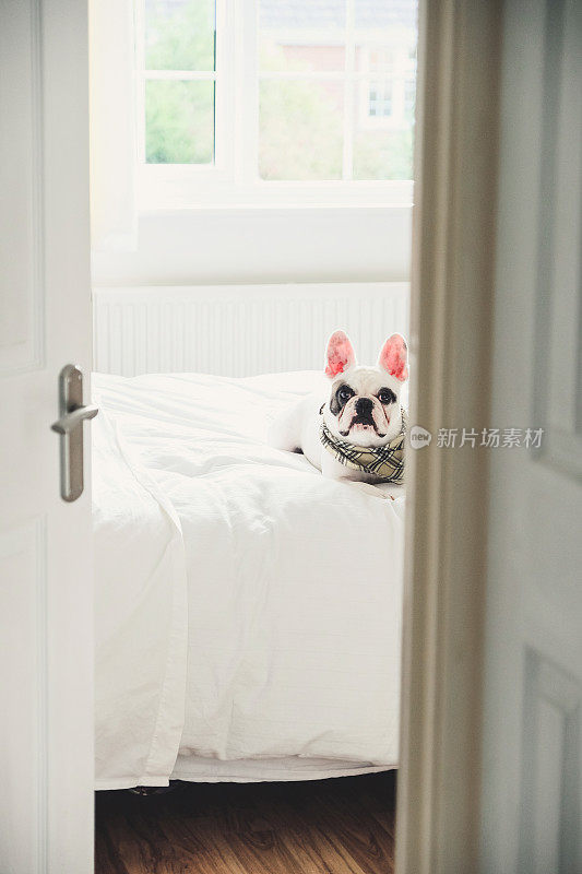 可爱的法国斗牛犬戴着头巾躺在床上，透过一扇敞开的卧室门看到