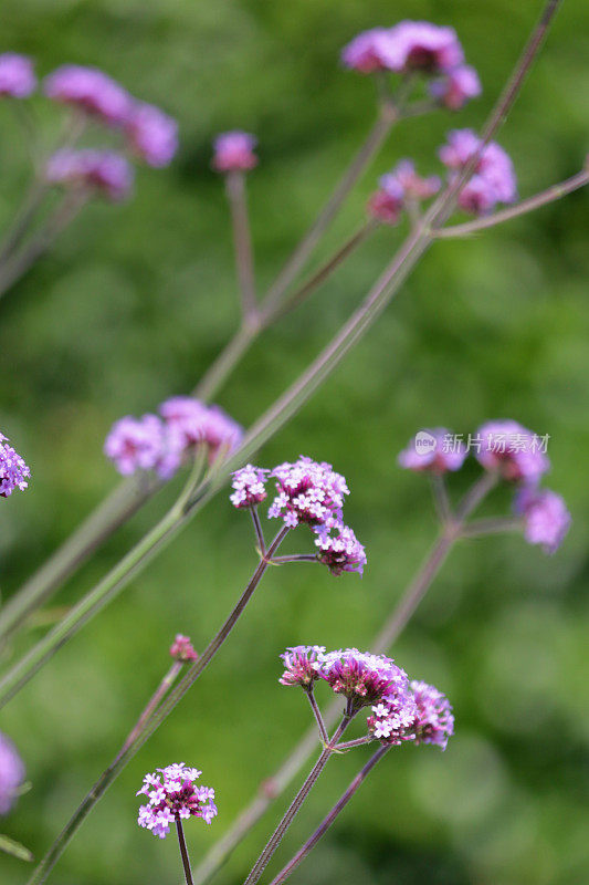 在夏季绿色的园艺背景下，春修后的草堂花园中盛开的马鞭草覆盖着淡紫色的花朵，夏季草本植物的边界上有多年生植物，被称为紫顶马鞭草和普通马鞭草花