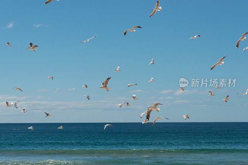 澳大利亚新南威尔士州悉尼曼利海滩上的海鸥