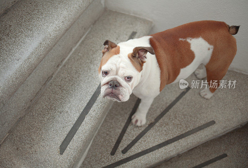 悲伤犹豫的狗在楼梯上