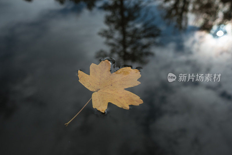 一片寂寞的树叶在湖水里，秋天的森林里