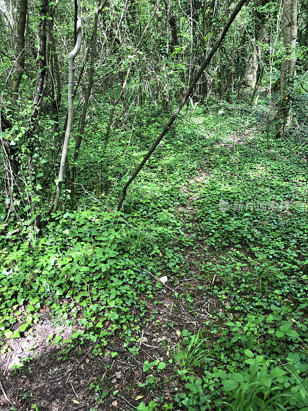 在春天的阳光下，阴凉的英国乡村小路林地隧道，山毛榉树(Fagus)，泥泞的小路，野花，被常春藤叶子覆盖的地面