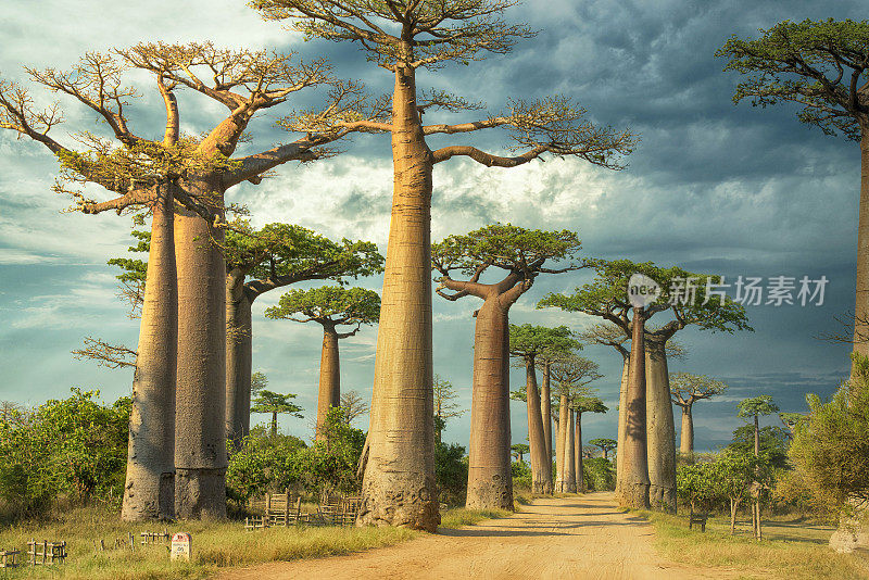 猴面包树大道、马达加斯加