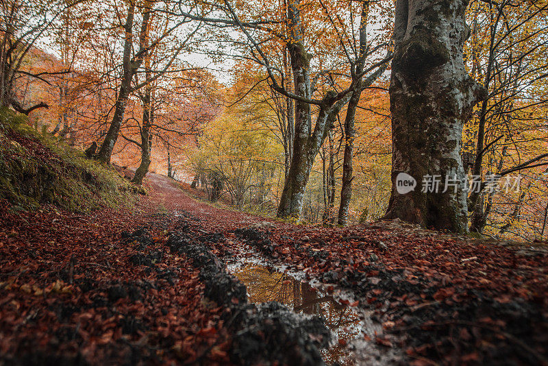 森林面积在秋天和水坑倒影