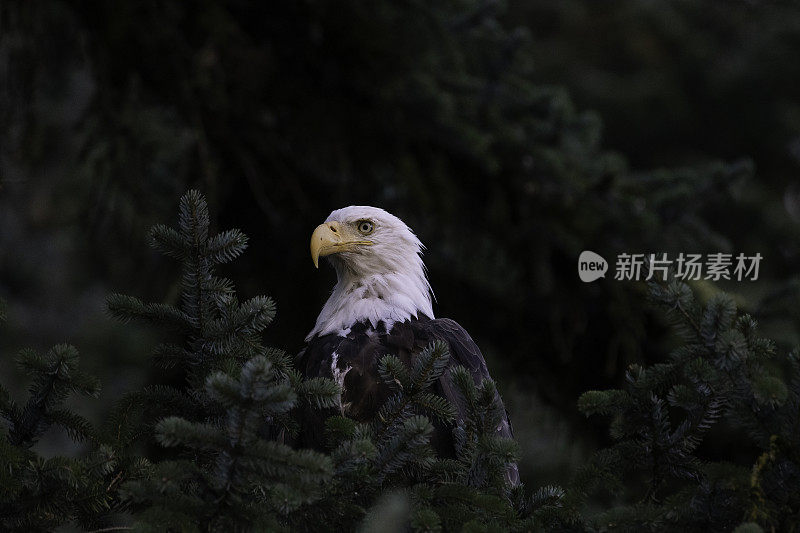 阿拉斯加秃鹰在鲑鱼跑的时候寻找鱼