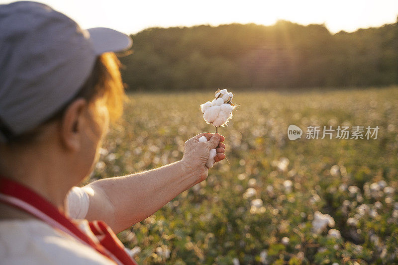 棉花采摘的季节。活跃的妇女在棉花地里工作。在金色的夕阳下，两名农学家在收割前评估庄稼。