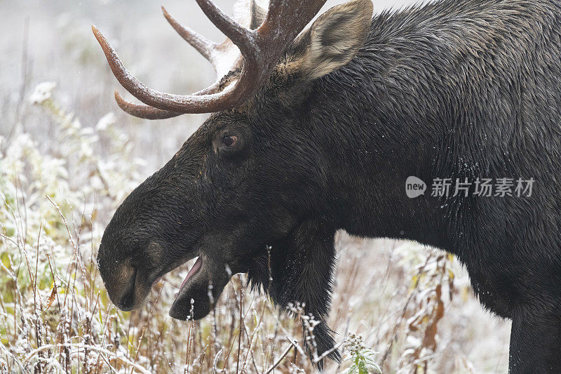 第一场雪上的公驼鹿，头的特写