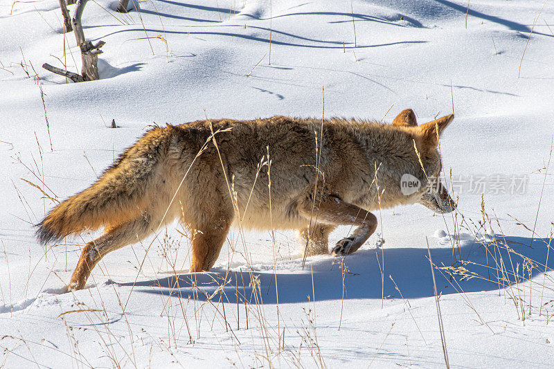 在黄石国家公园打猎的郊狼