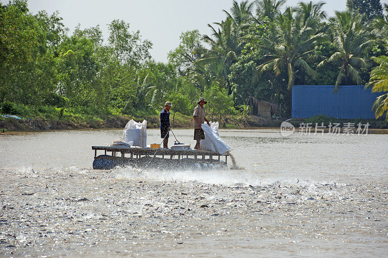越南南部湄公河三角洲养鱼场饲养时间