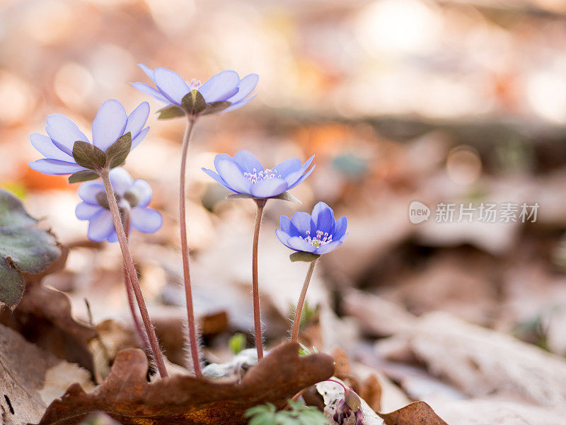 肝片蓝色森林花。