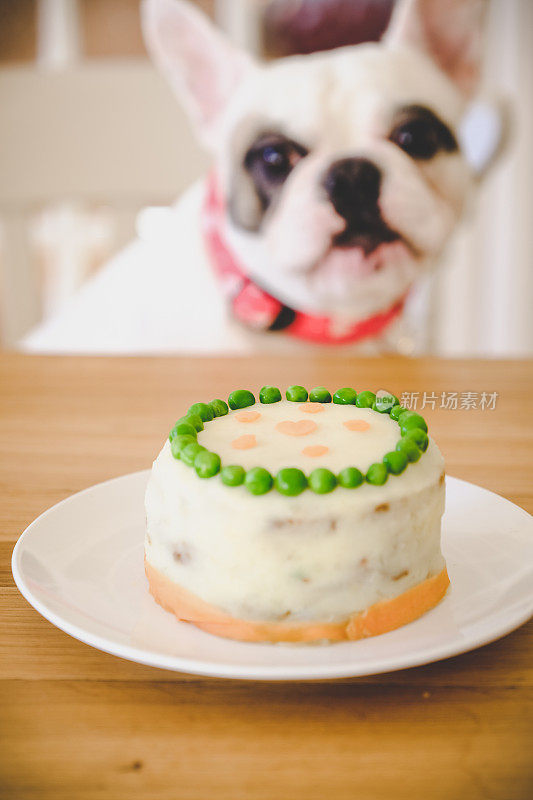 法国斗牛犬配自制生日蛋糕