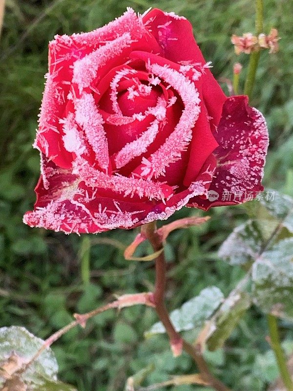 冰冻的玫瑰