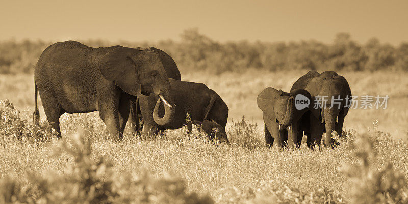 非洲象属棕象