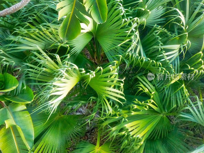 棕榈树和热带植物的背景