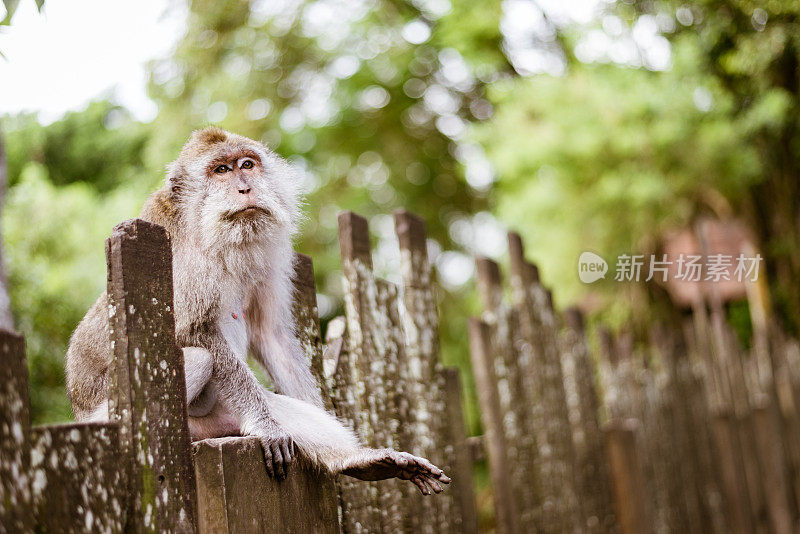 乌布圣猴森林里的猕猴