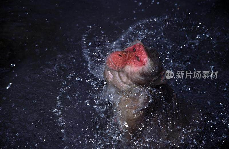 日本猕猴，褐尾猕猴，成人在温泉洗澡，日本北海道岛