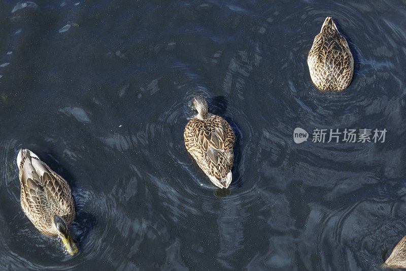 俯视图幼年绿头鸭喂养在米查姆池塘