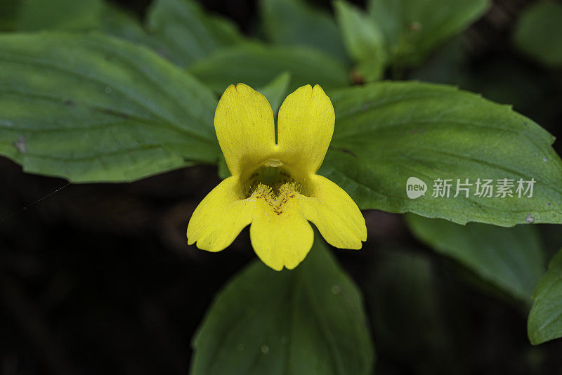 齿猴是猴花的一种，俗称海岸猴花或齿猴花。它原产于从不列颠哥伦比亚省到加利福尼亚北部的北美西海岸，在那里它生长在潮湿的栖息地。