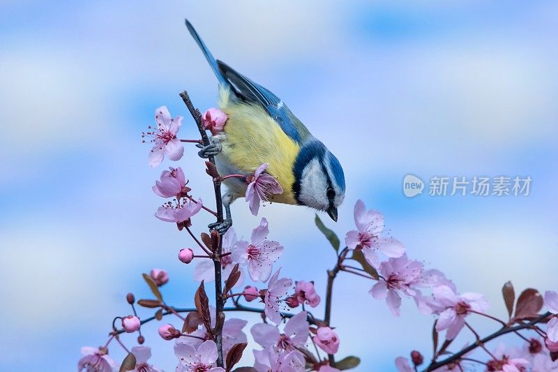 春天的蓝色山雀