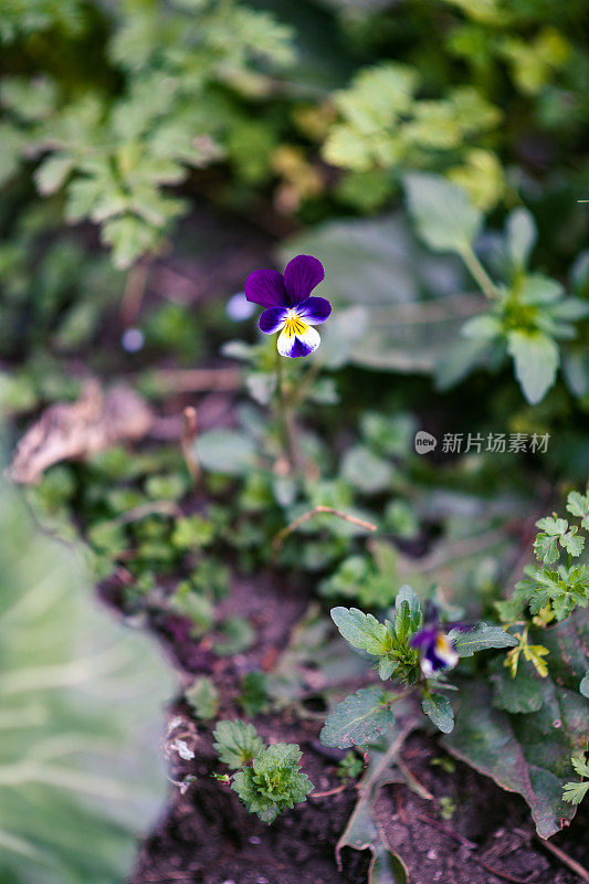 植物与花:三色堇-堇菜科