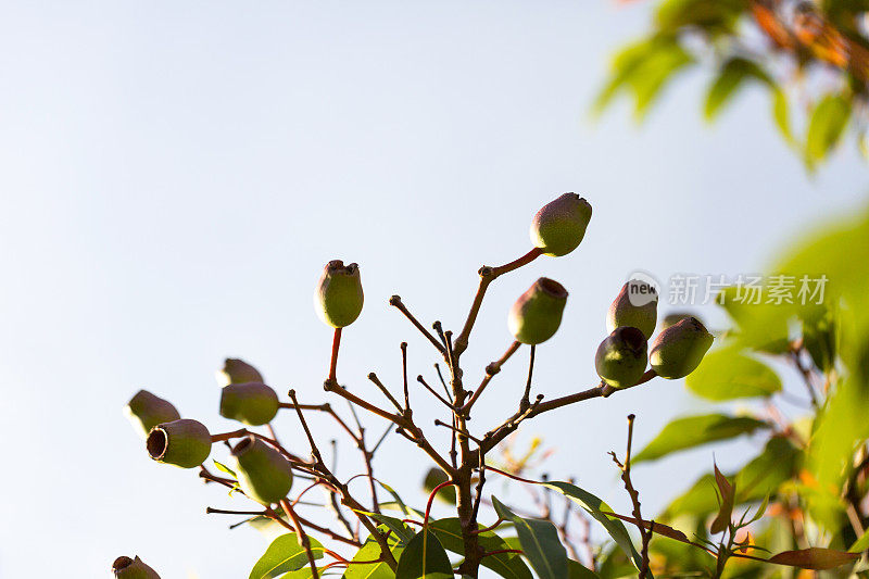 特写澳大利亚口香糖坚果，美丽的自然背景与复制空间