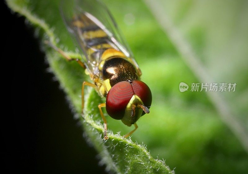 Syrphid食蚜虻的脸