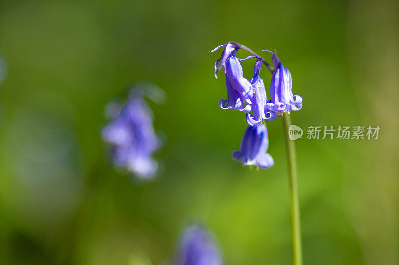 阳光下的紫色蓝铃花站在自然的绿色背景，使用浅景深的领域。