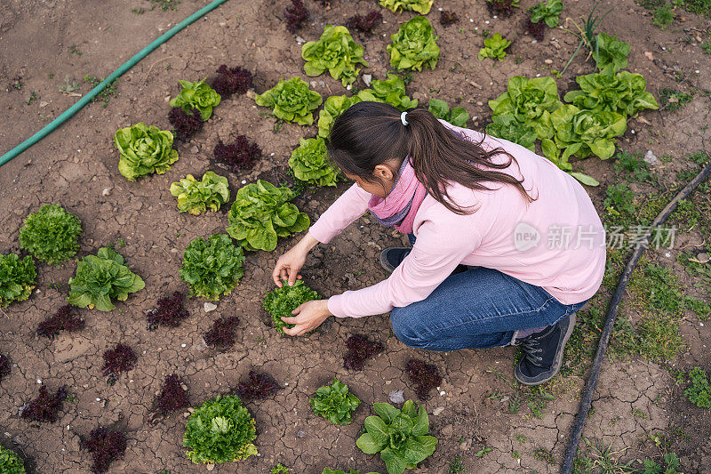照料菜园的年轻女子。检查绿色沙拉幼苗。