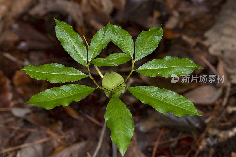 从上面近距离观看绿色的龙叶和鲜花