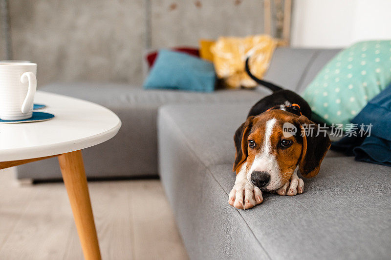 悲伤的小猎犬躺在沙发上想念他的主人