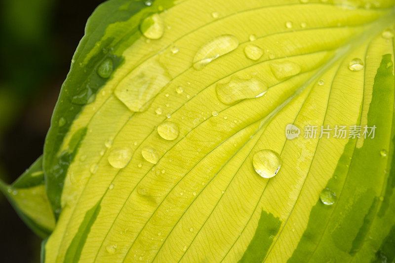 年轻的叶玉簪属草本植物。雨中植物的叶子