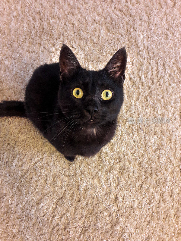 黄色眼睛的黑猫坐在地板上抬头看