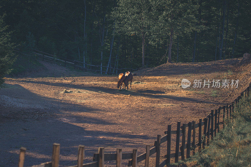 两匹马