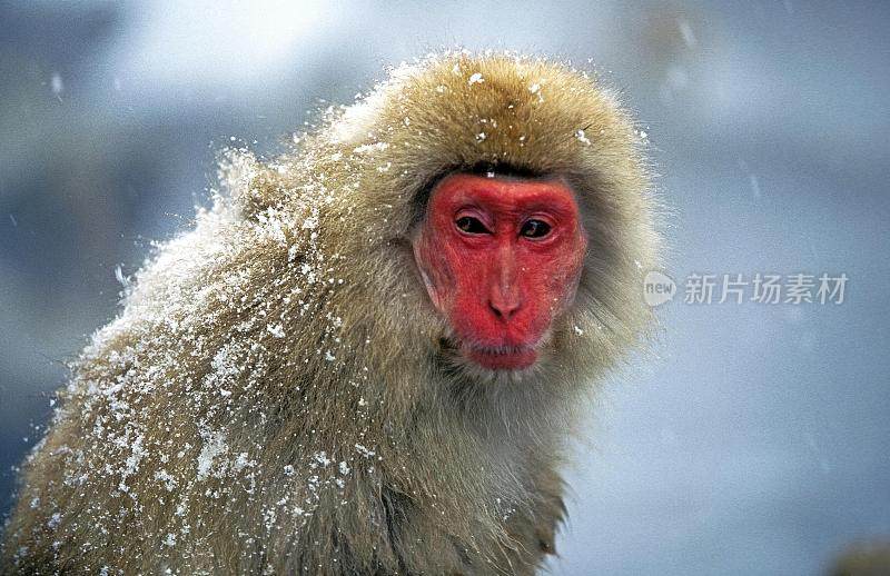 日本猕猴，日本北海道岛褐尾猕猴