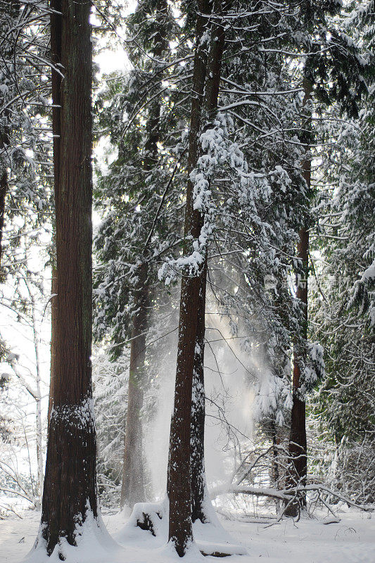 森林里的新雪