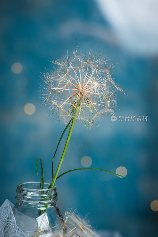 白色干燥的蒲公英花在花瓶上的蓝色背景