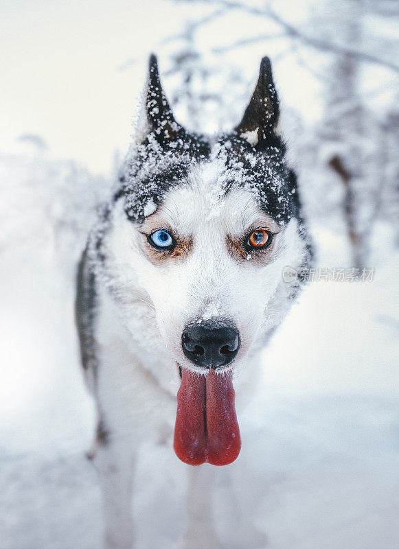 冰和火-肖像哈士奇狗异色在雪
