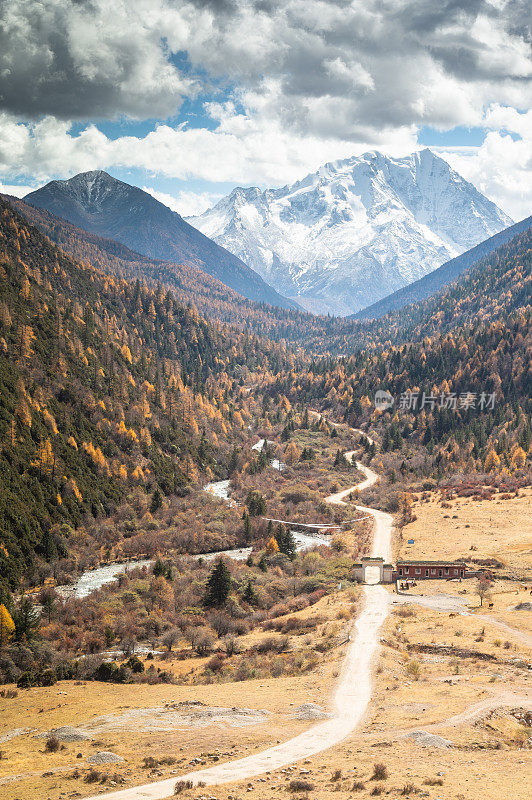 森林和树木景观纹理背景，色彩斑斓的自然景观风景亚丁，香格里拉，中国，西藏山区的秋天