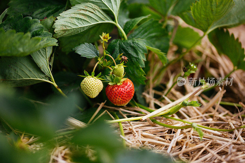 在农场亲手摘草莓