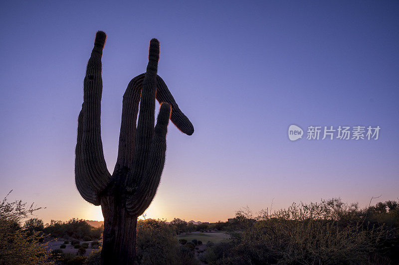 撒瓜罗对日落天空