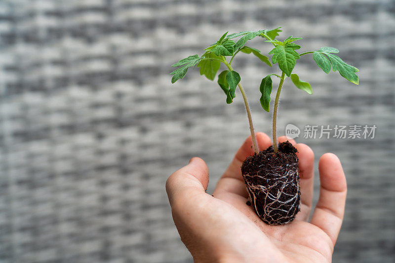 园艺高手捧着自家种植的有机番茄