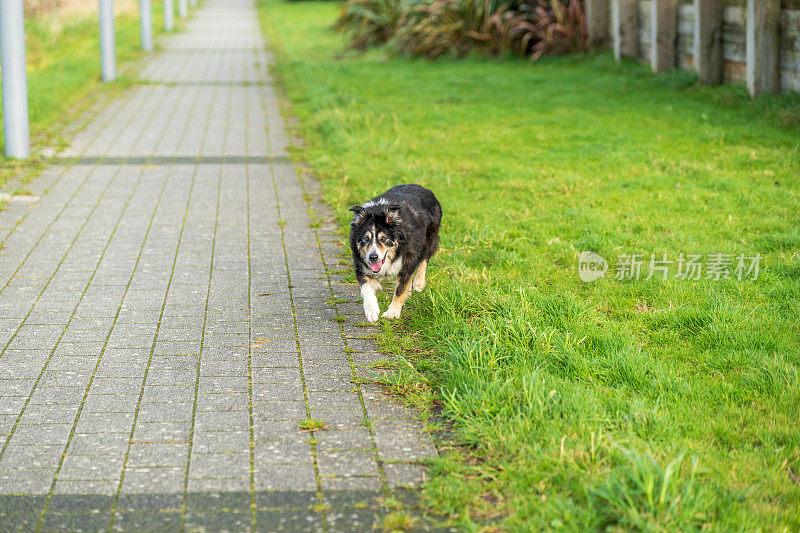 边境牧羊犬在砖路上奔跑