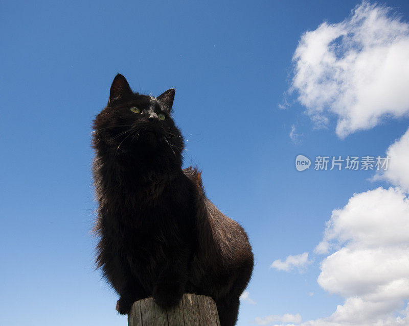 黑猫站在篱笆柱上