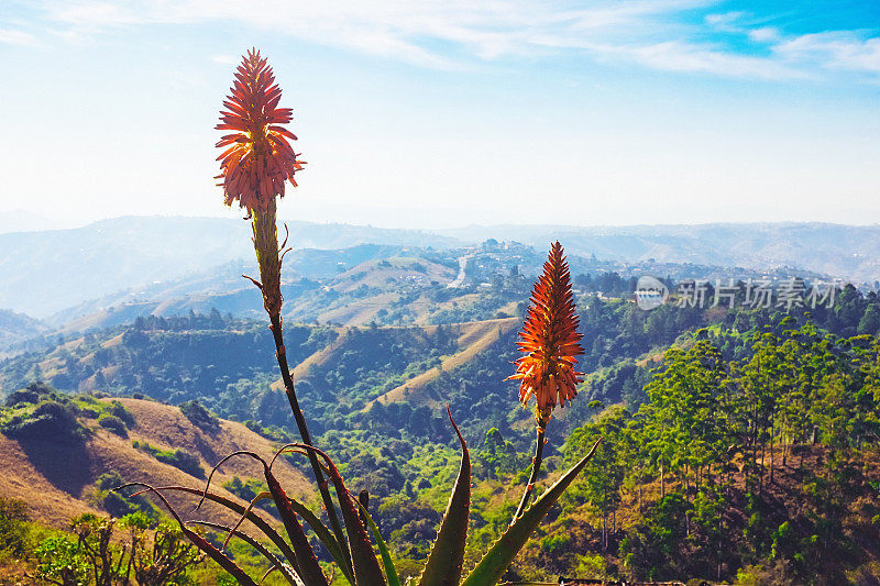 明亮的橙色芦荟花在千山地区夸祖鲁-纳塔尔省，南非，德班以西