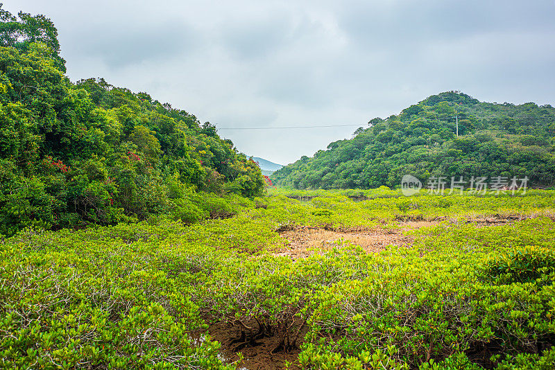 香港严田仔湿地