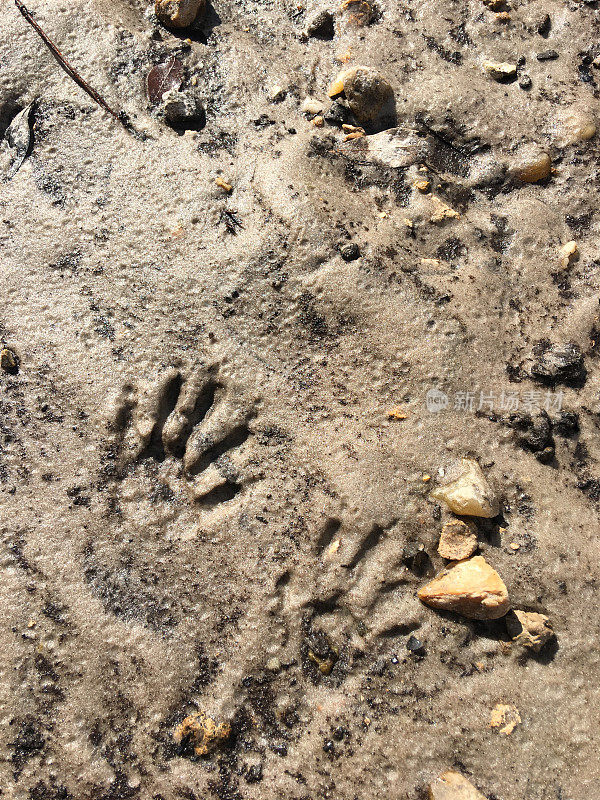 沙地河岸上有一对浣熊的脚印
