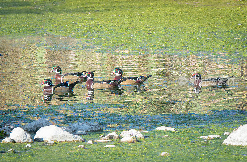 五只公木鸭在紧密的群体中缓慢地游着