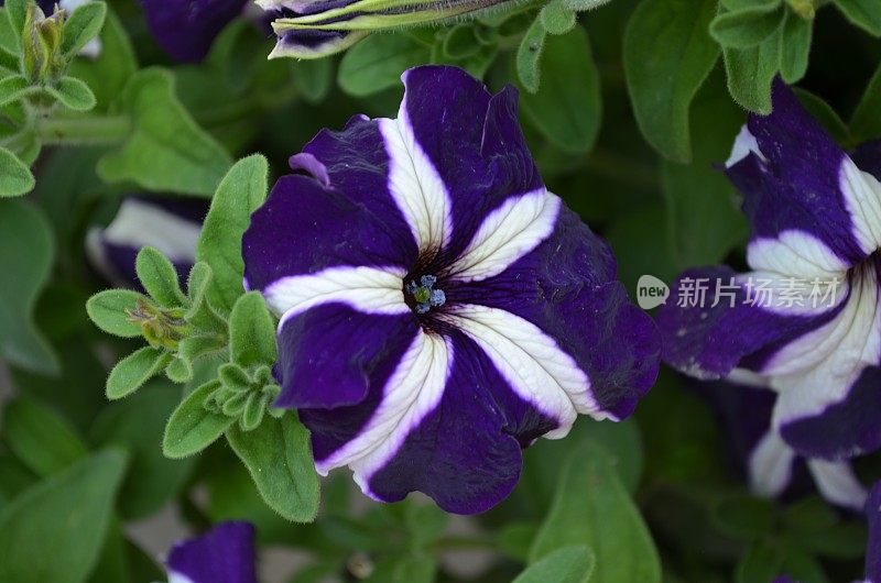 矮牵牛花矮牵牛花是一种紫罗兰色和白色的花，生长在室内花园中。清新、健康、鲜艳、芬芳的花朵。印度春季。