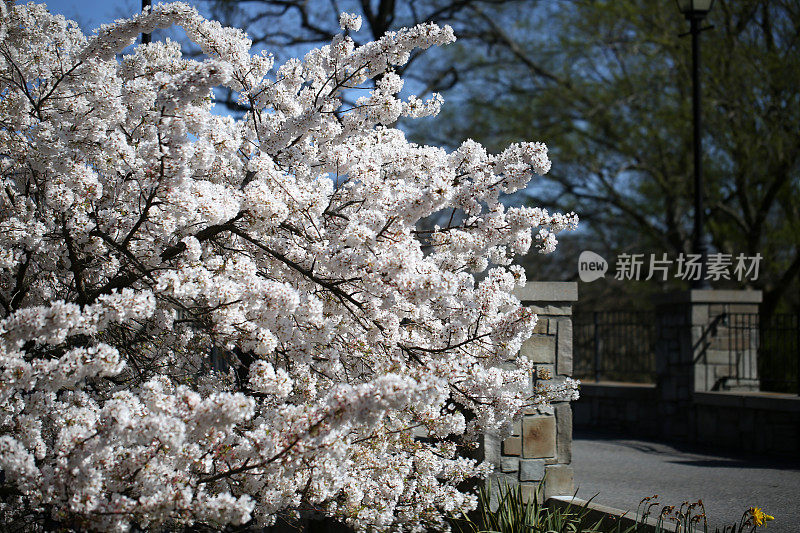 日本樱花在春天的早晨开花