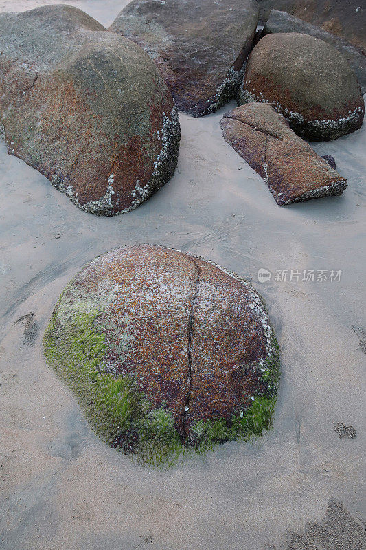 退潮时的沙滩图片，显示了低潮时被海藻和海藻覆盖的海岸线上的湿沙、波纹和岩石